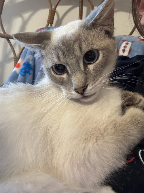 Calvin, Baby Siamese (short coat), cat for adoption in Royal Oak, Michigan