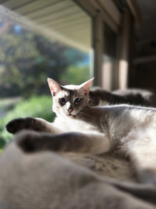 Calvin, Baby Siamese (short coat), cat for adoption in Warren, Michigan