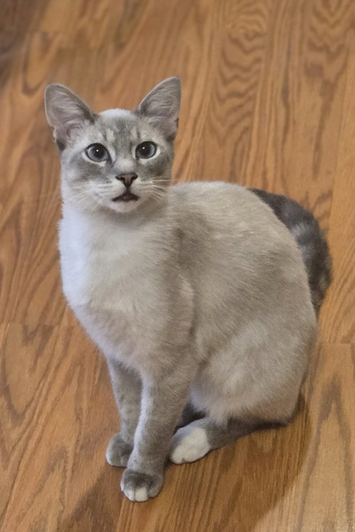 Calvin, Baby Siamese (short coat), cat for adoption in Farmington Hills, Michigan