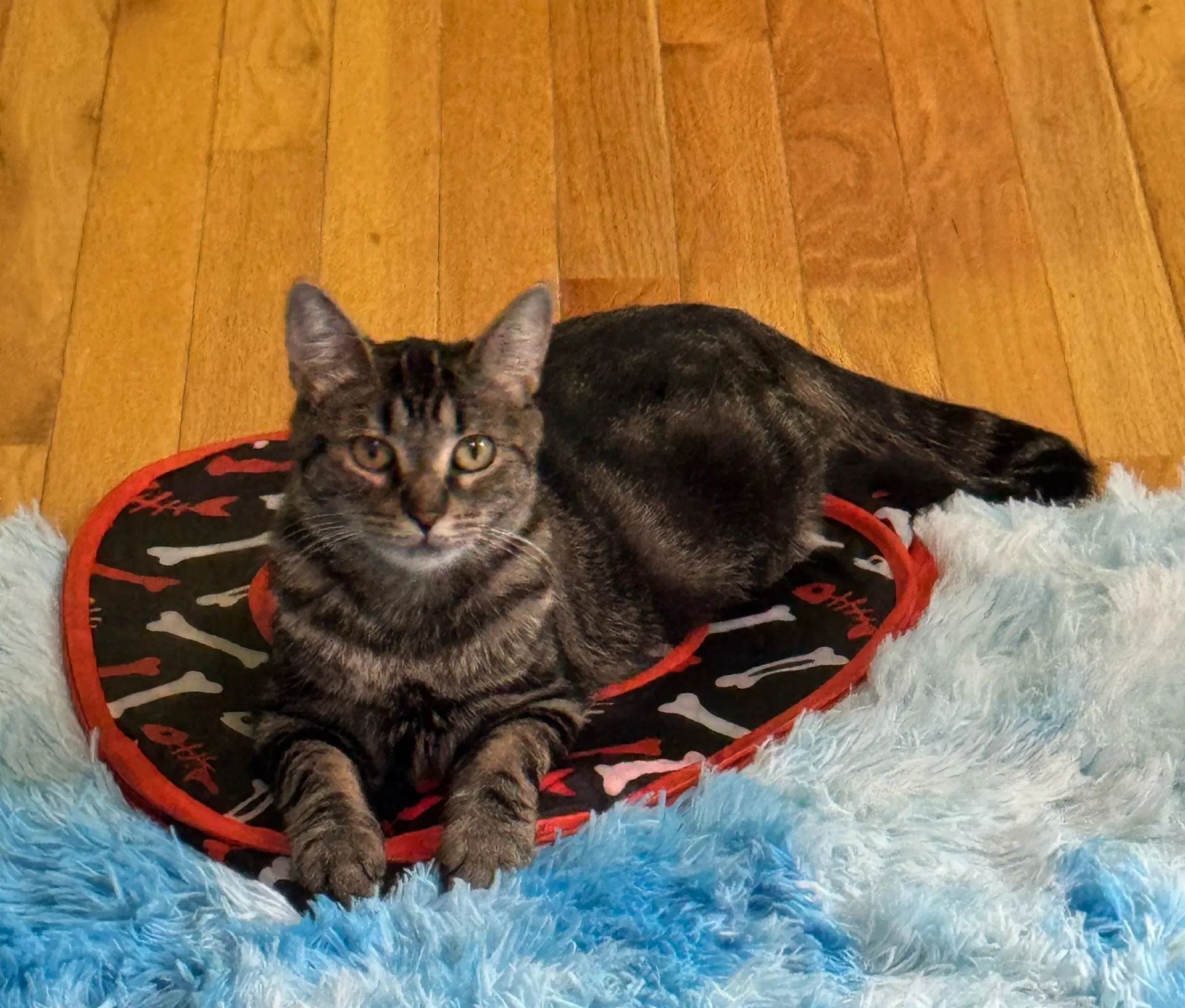 Bernadette - Domestic Short Hair
