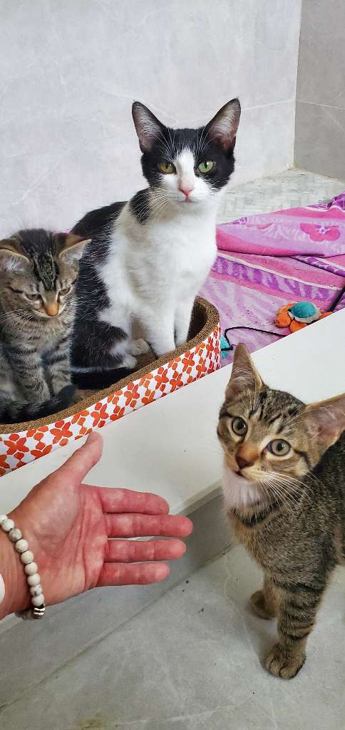 Mama Spring (must be adopted with Bluebell)