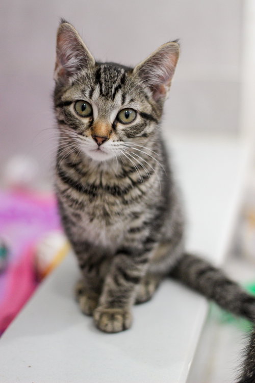 Marigold, Baby Domestic Short Hair (short coat), cat for adoption in Rochester Hills, Michigan