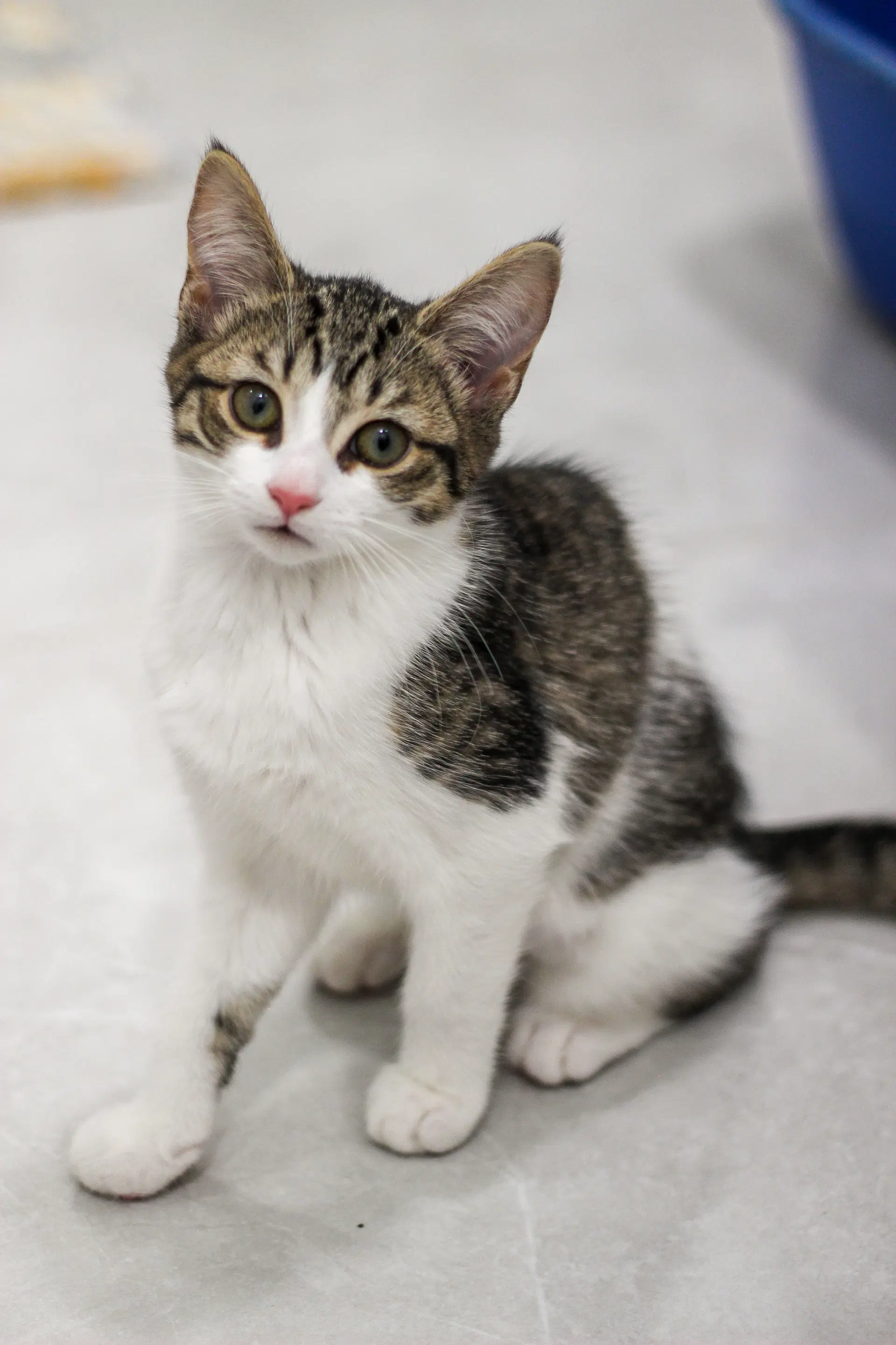 Bluebell Must Be Adopted With Mama Spring - Domestic Short Hair