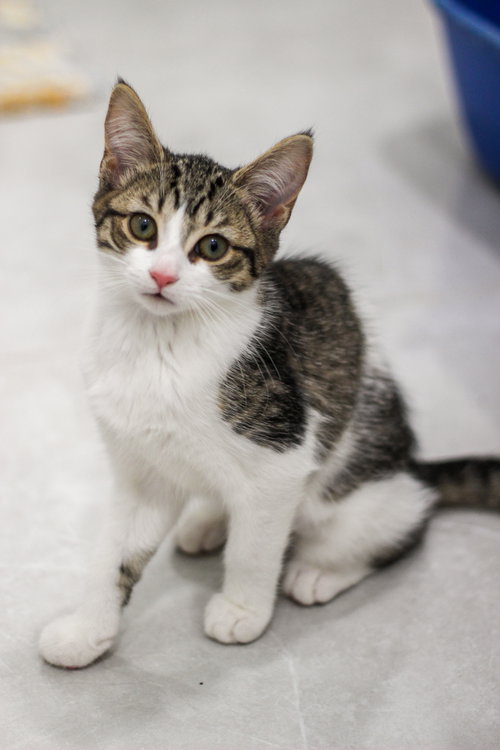 Bluebell, Baby Domestic Short Hair (short coat), cat for adoption in Rochester Hills, Michigan