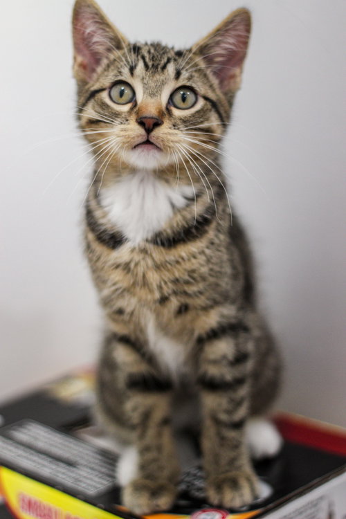 Cozmos, Baby Domestic Short Hair (short coat), cat for adoption in Rochester Hills, Michigan