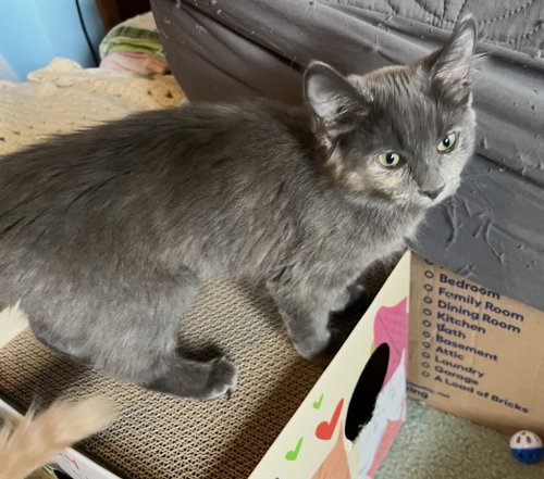 Matilda, an adoptable Domestic Medium Hair in Walled Lake, MI