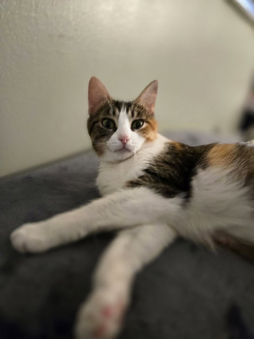 Florense, Baby Domestic Short Hair (short coat), cat for adoption in Dearborn Heights, Michigan