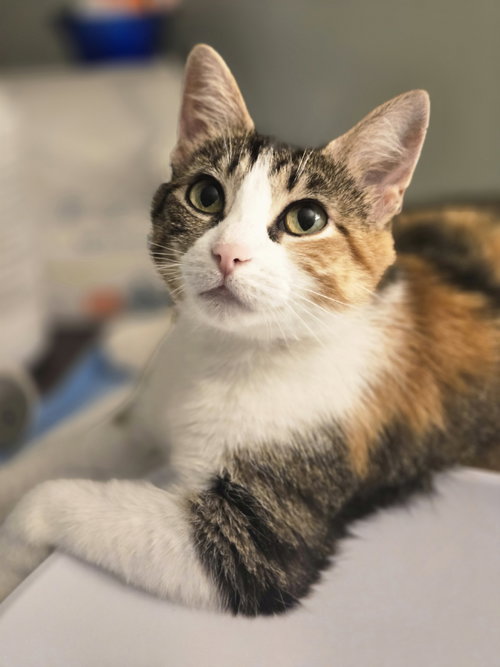 Florense, Baby Domestic Short Hair (short coat), cat for adoption in Flint, Michigan
