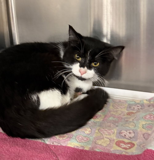 Thilo ( must be adopted with Thansi), an adoptable Domestic Short Hair in Walled Lake, MI