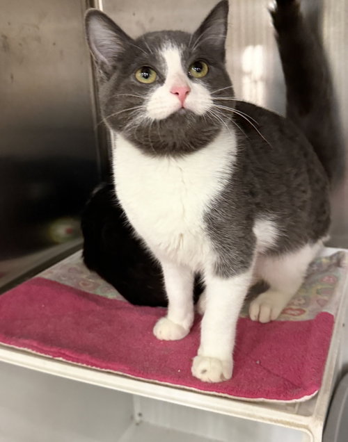 Thansi (must be adopted with Thilo), an adoptable Domestic Short Hair in Walled Lake, MI