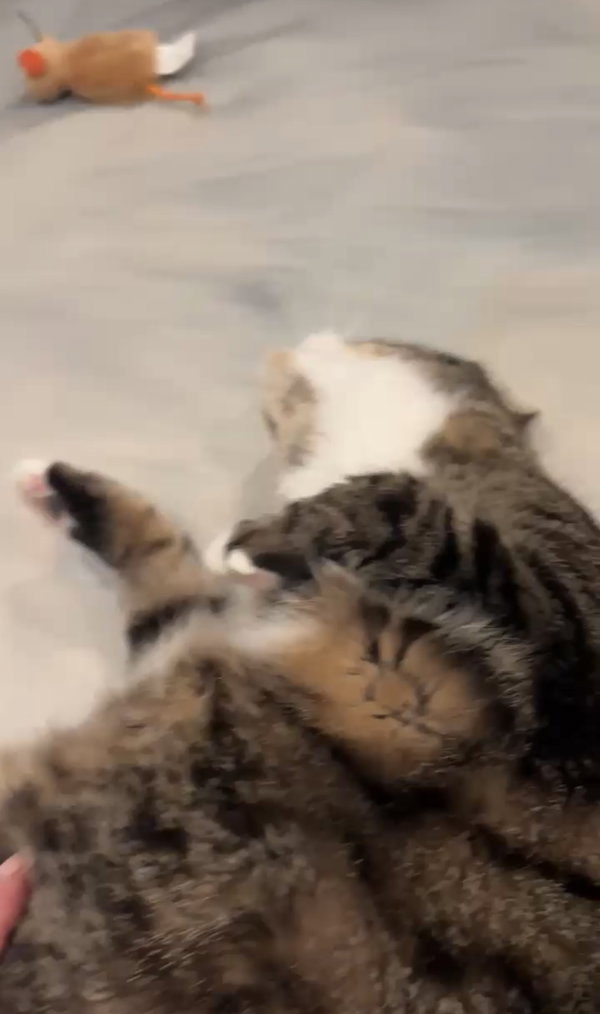 Buddy Bear (declawed)