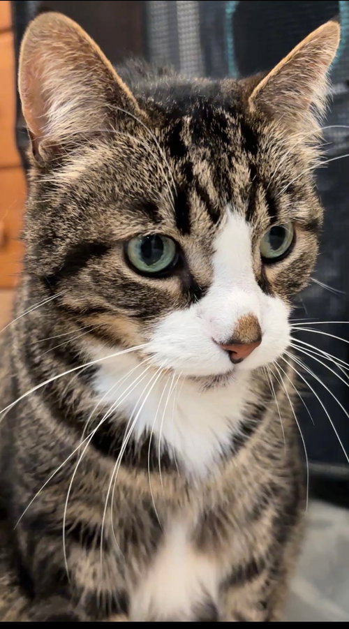Buddy Bear (declawed)