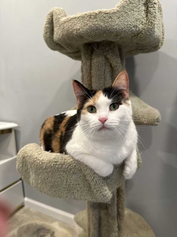 Kalei (must be adopted with Rascol)