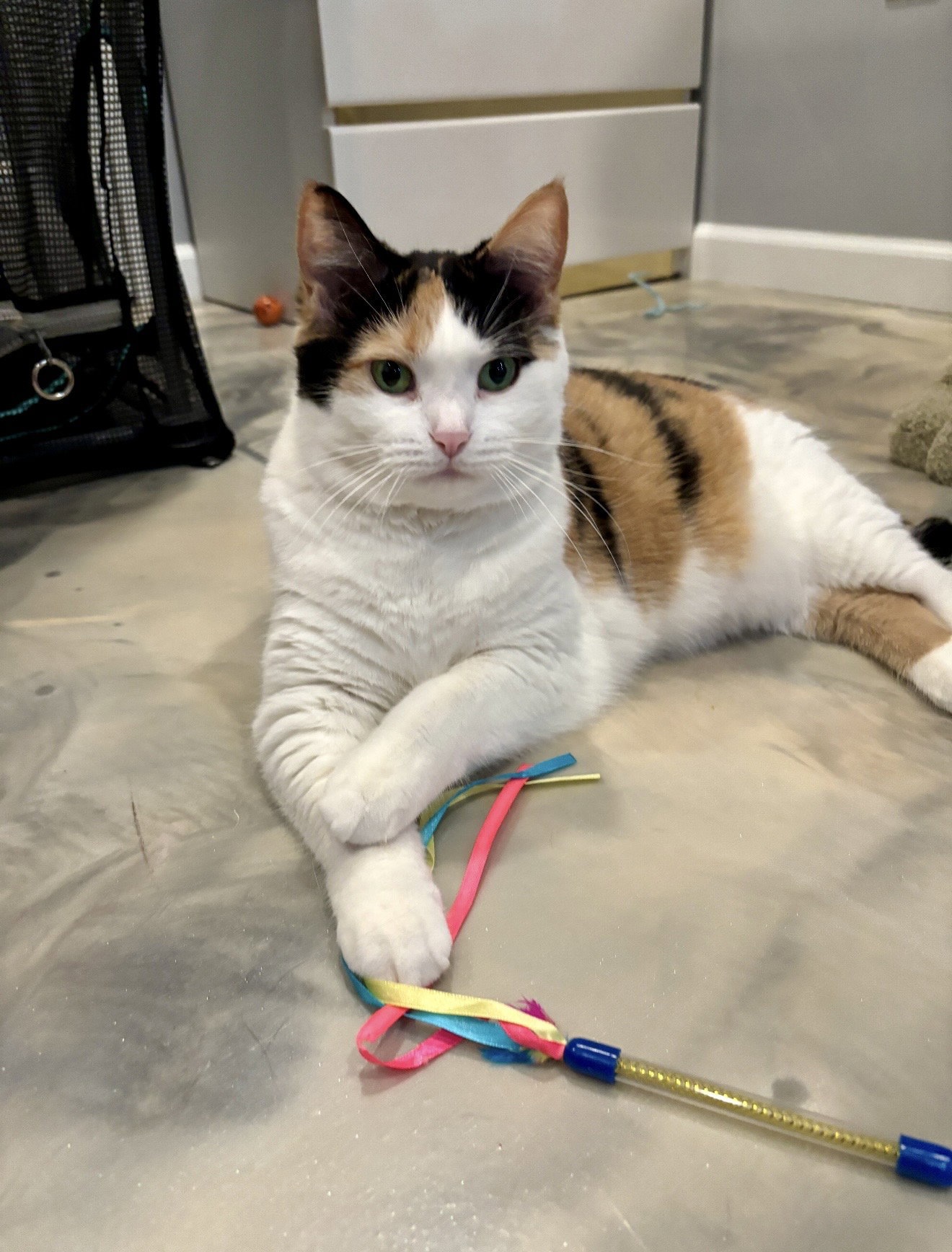 Kalei (must be adopted with Rascol)