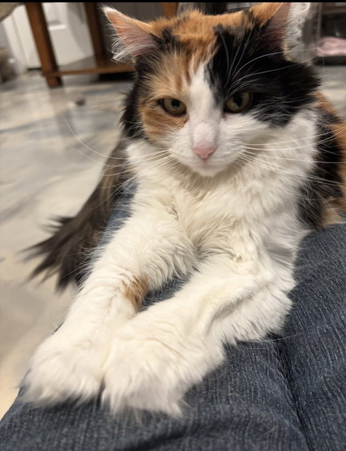 Rascol (must be adopted with Kalei), an adoptable Domestic Medium Hair in Walled Lake, MI