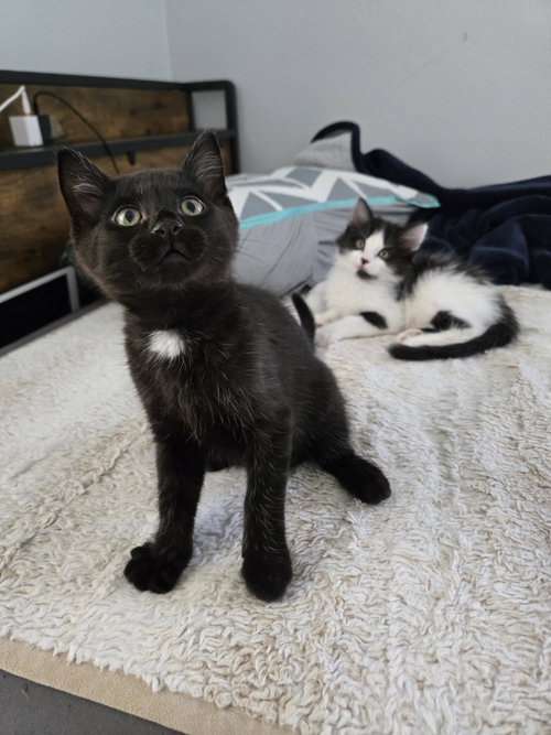 Enrique, an adoptable Domestic Short Hair in Walled Lake, MI
