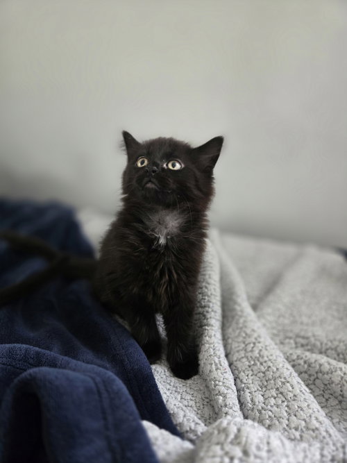 Elmore, an adoptable Domestic Medium Hair in Walled Lake, MI