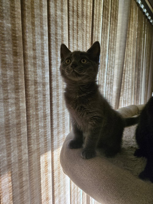 HOLLY ( MUST BE ADOPTED WITH HUNTER), an adoptable Domestic Short Hair in Walled Lake, MI