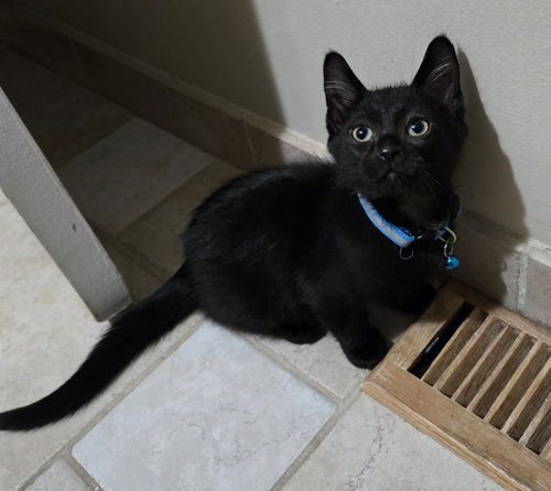 Hunter, an adoptable Domestic Short Hair in Walled Lake, MI