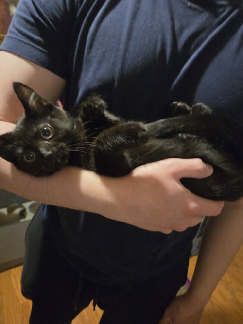 Hunter, Baby Domestic Short Hair (short coat), cat for adoption in Dearborn Heights, Michigan