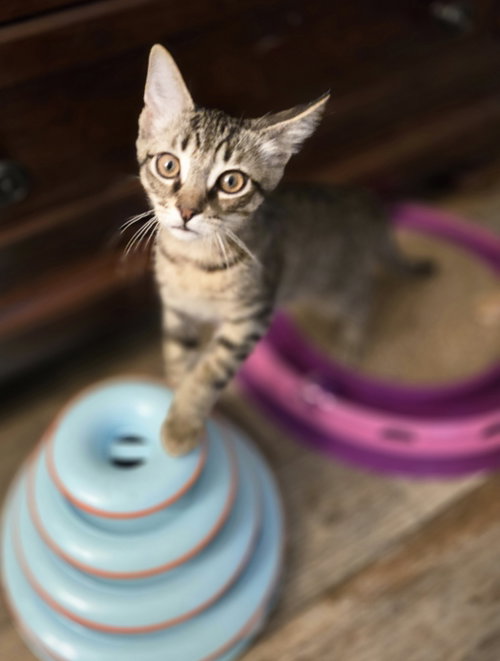 Finley, Baby Domestic Short Hair (short coat), cat for adoption in Roseville, Michigan