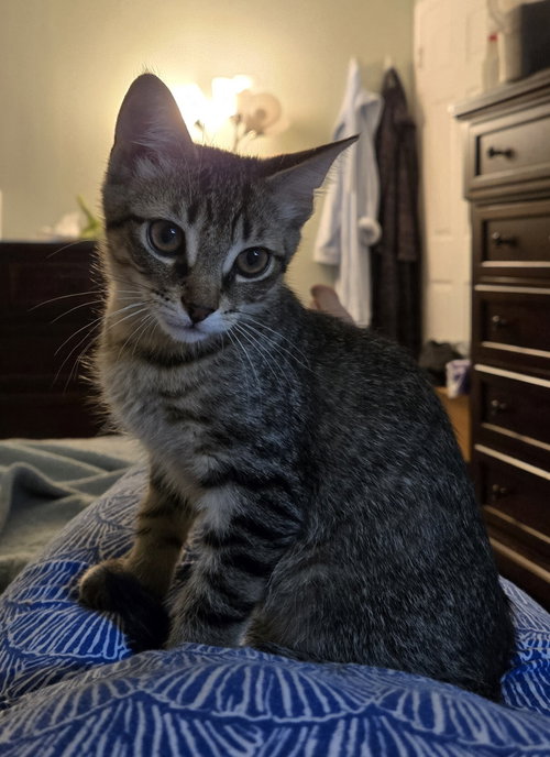 Finley, Baby Domestic Short Hair (short coat), cat for adoption in Sterling Heights, Michigan