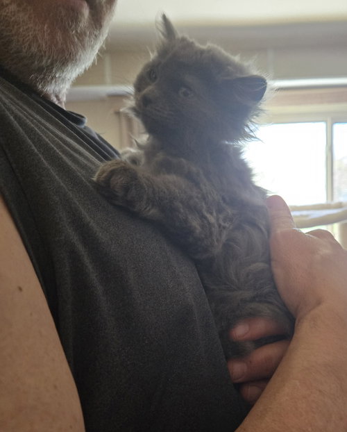 Cordie, Baby Domestic Long Hair (long coat), cat for adoption in Royal Oak, Michigan