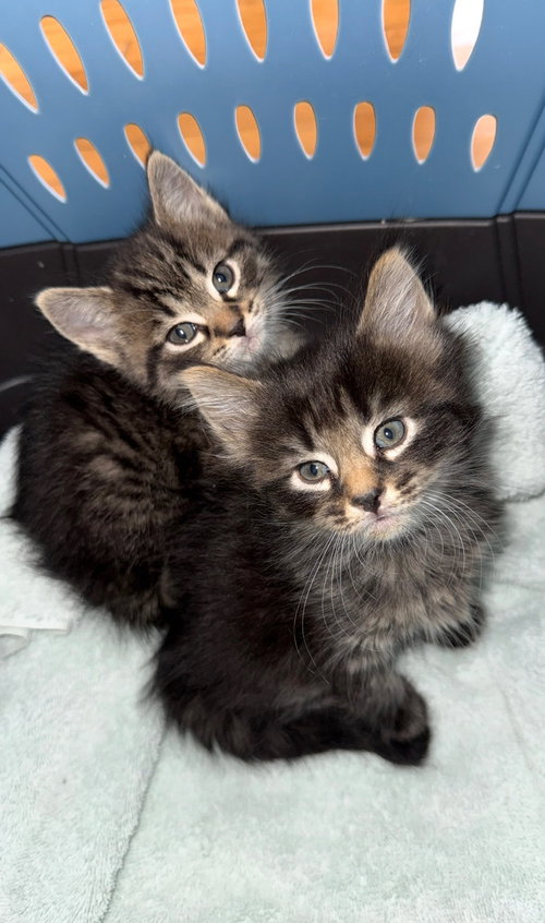 Beanie (must be adopted with Furbie), an adoptable Domestic Short Hair in Walled Lake, MI