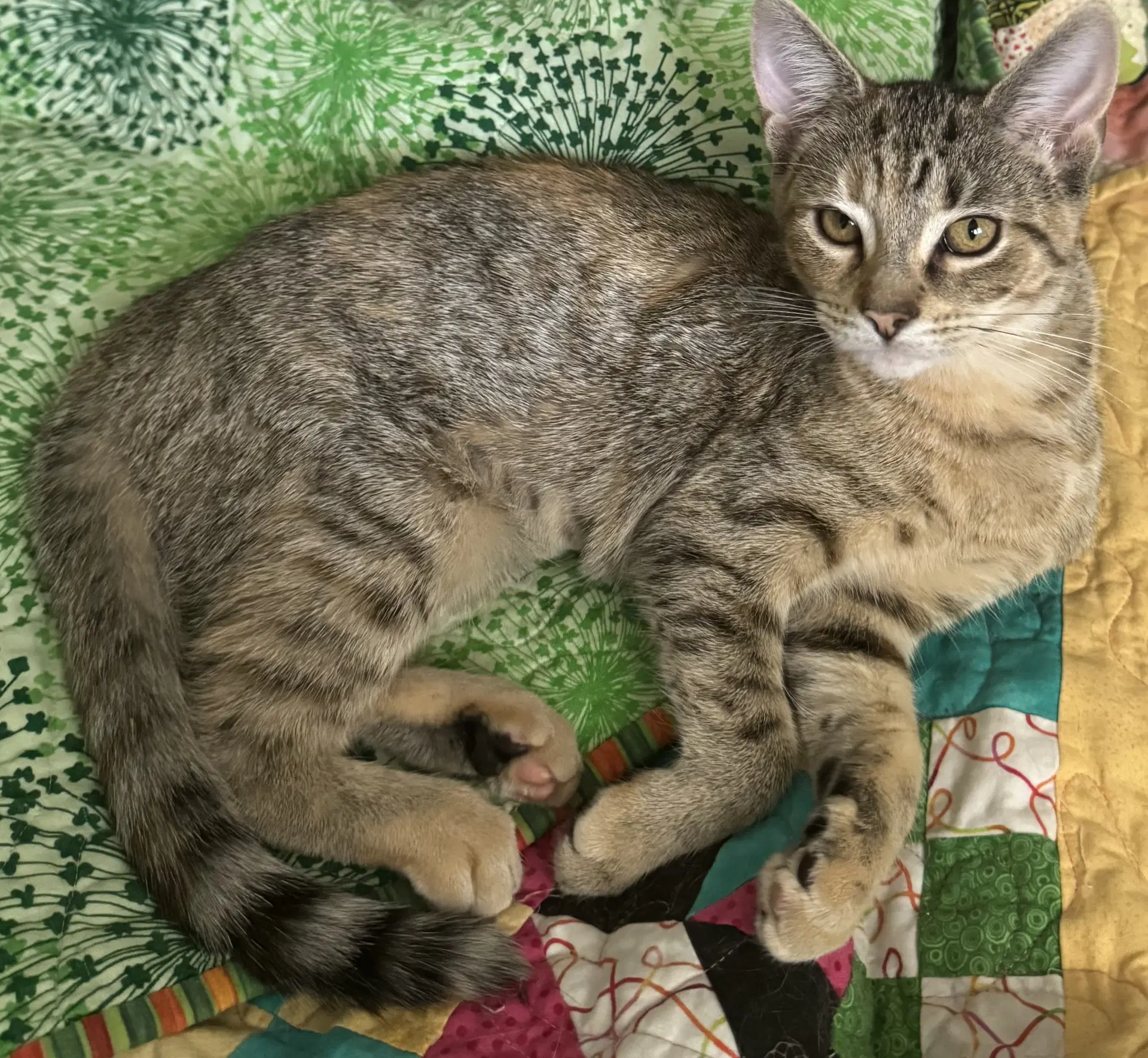 Minerva - Domestic Short Hair
