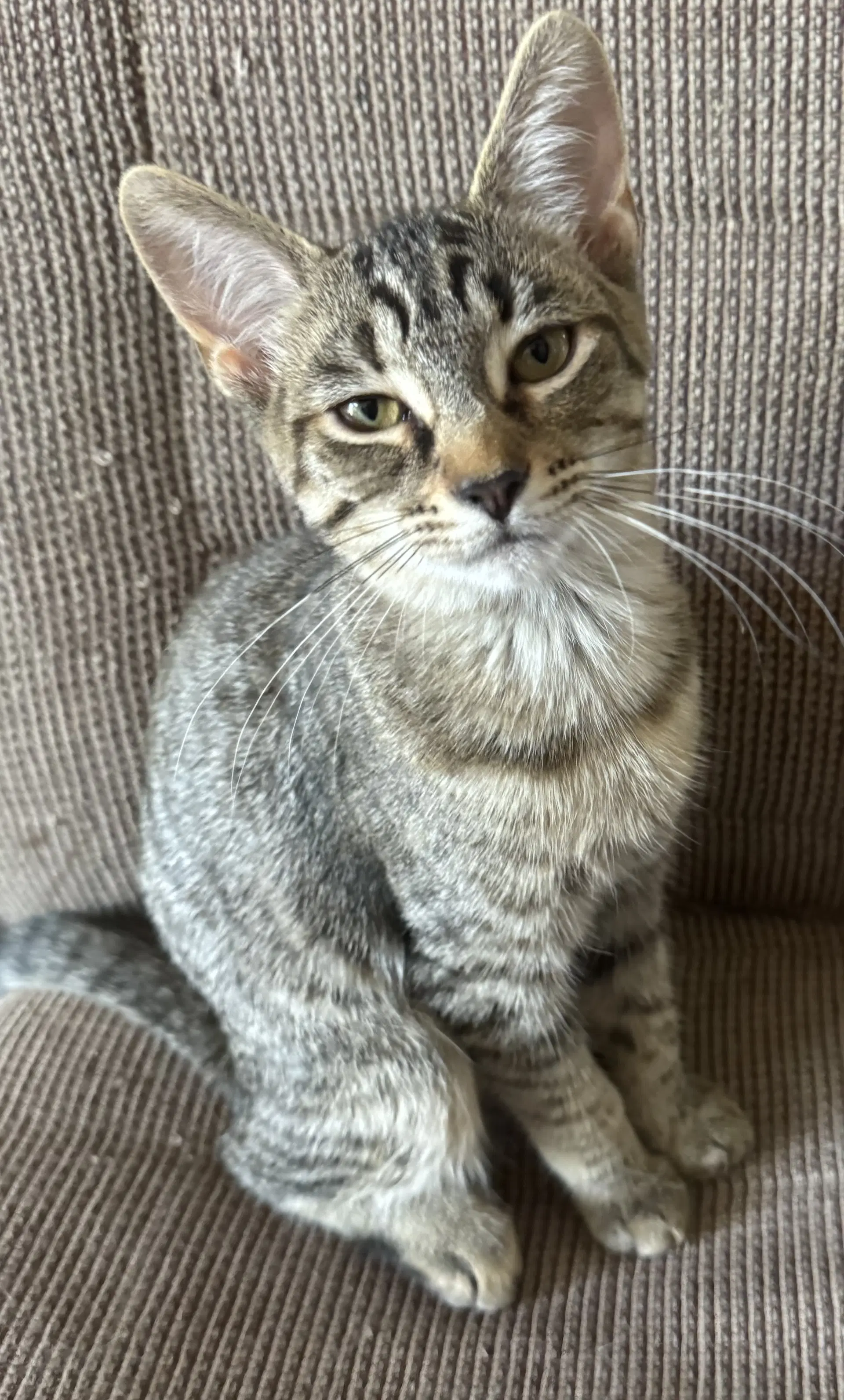 Minnie Mouse - Domestic Short Hair