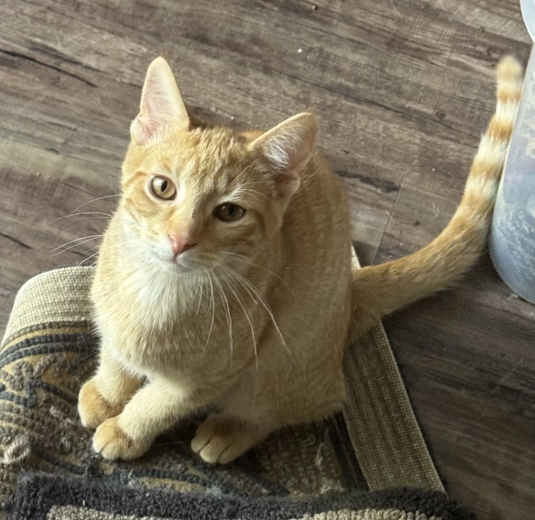 Pawsley - Domestic Short Hair