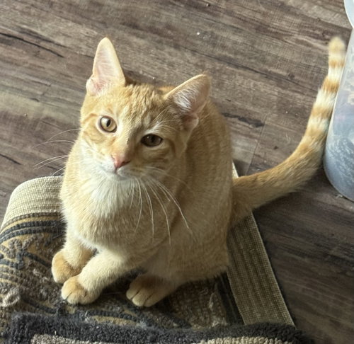 Pawsley, a cat for adoption from For The Love Of Cats Rescue And Adoption