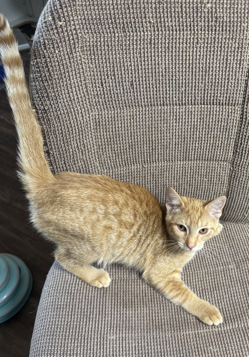 Photo 3 of Pawsley