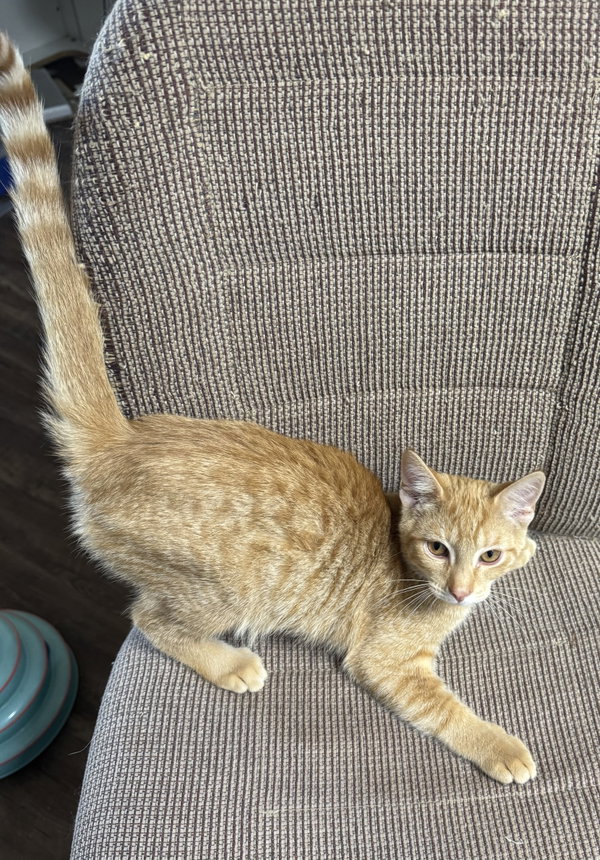 Pawsley