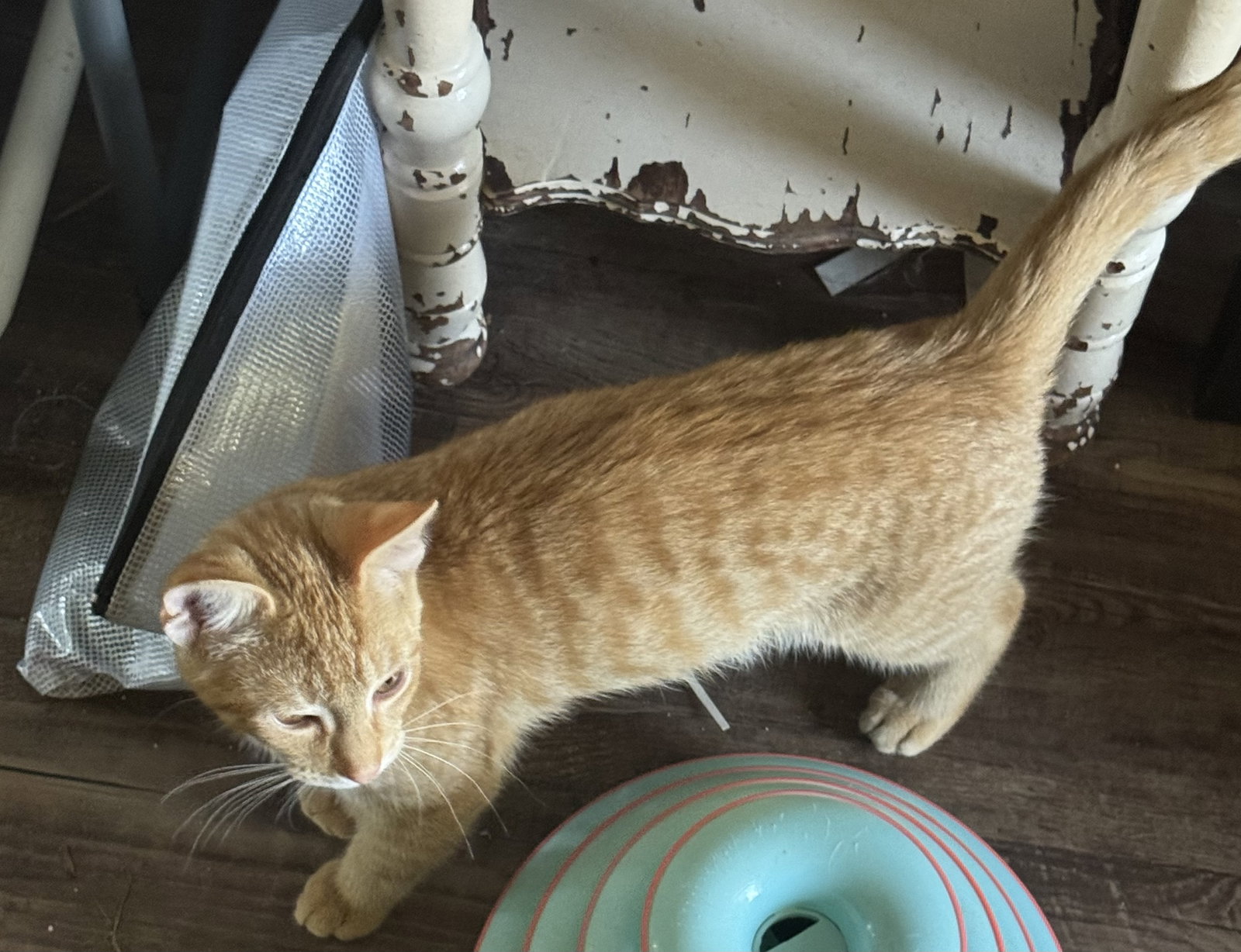 Pawsley, photo 2