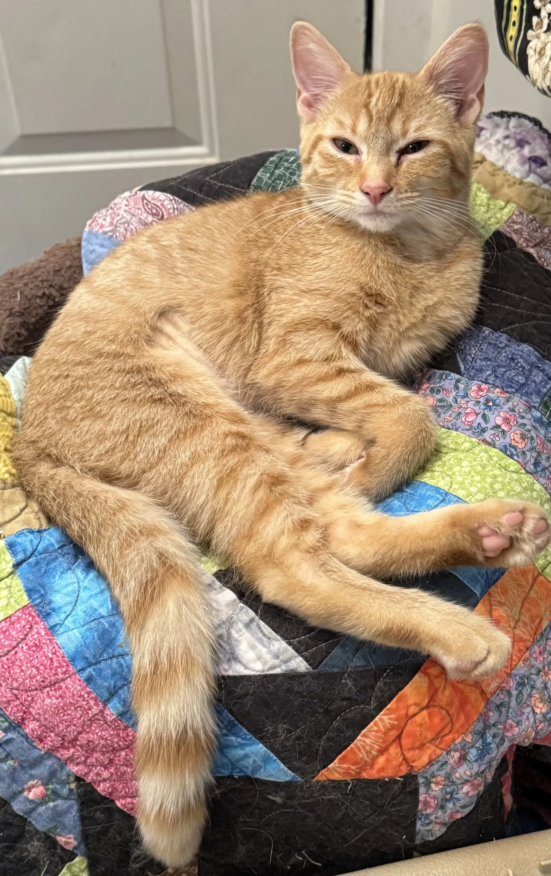 Minnie Pearl - Domestic Short Hair