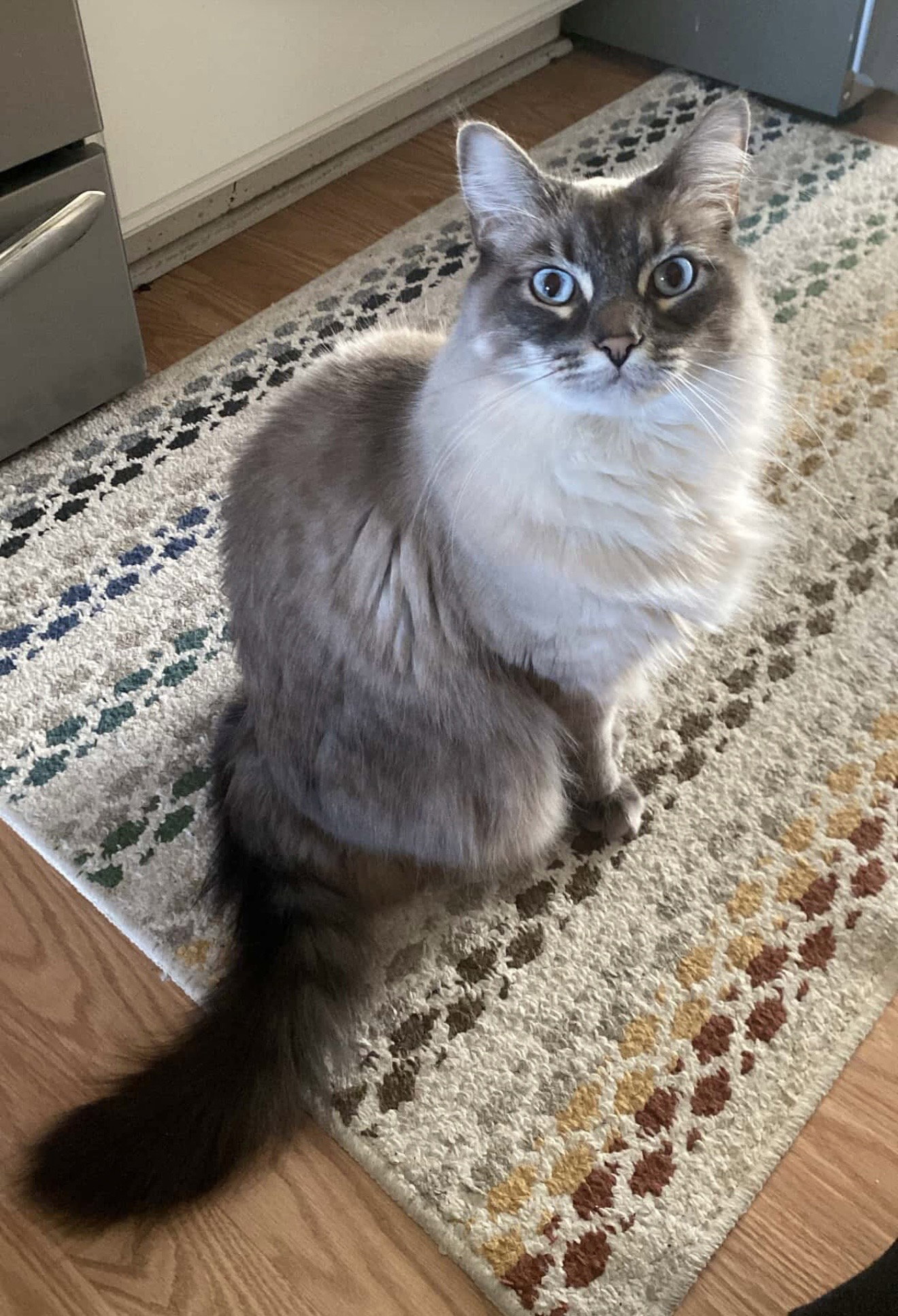 Isabel