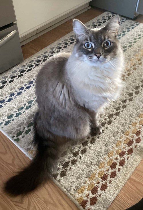 Isabel