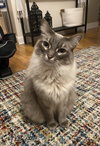 Isabel