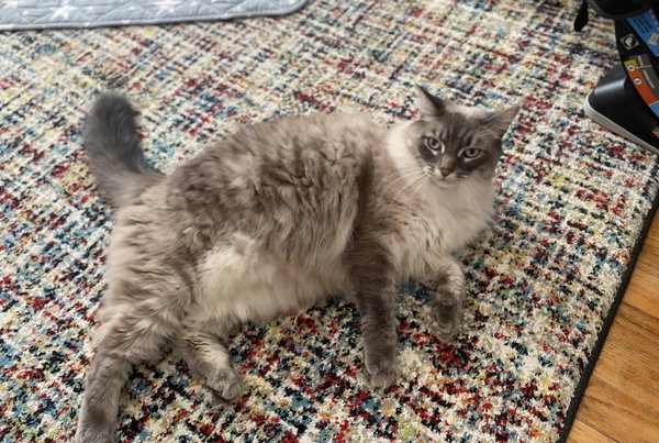 Isabel