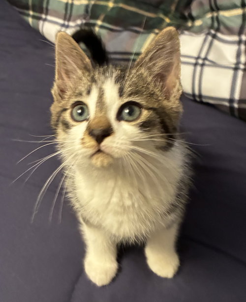 Reid, an adoptable Domestic Short Hair in Walled Lake, MI