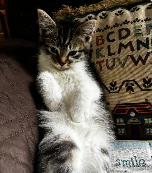 C.K., an adoptable Domestic Short Hair in Walled Lake, MI