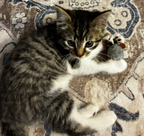 C.K., Baby Domestic Short Hair (short coat), cat for adoption in Flint, Michigan