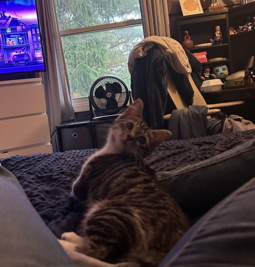 C.K., Baby Domestic Short Hair (short coat), cat for adoption in Warren, Michigan