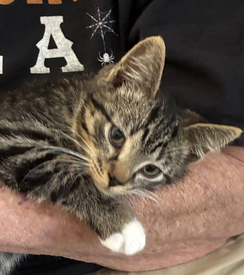 Glover, an adoptable Domestic Short Hair in Walled Lake, MI