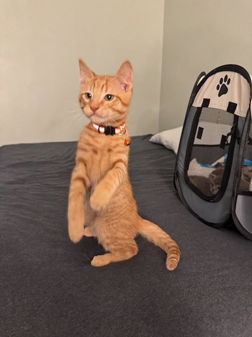Pablo