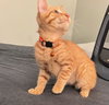 Pablo