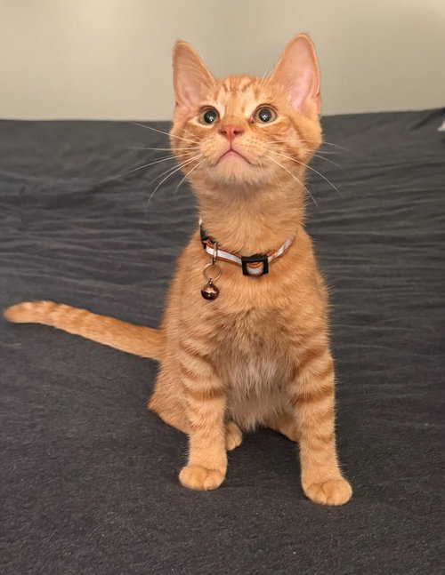 Perry