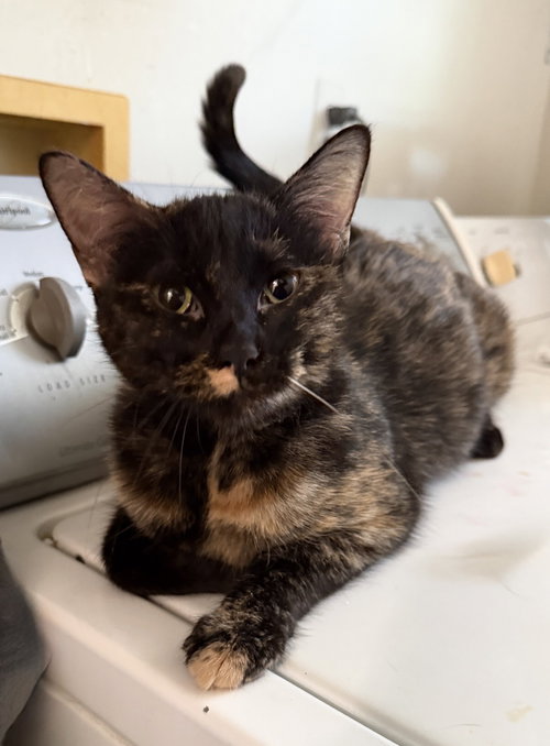 Franzi, Adult Domestic Short Hair (short coat), cat for adoption in Royal Oak, Michigan