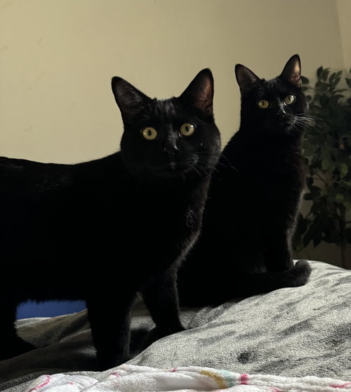 L’alin (must be adopted with Alaina), an adoptable Domestic Short Hair in Walled Lake, MI